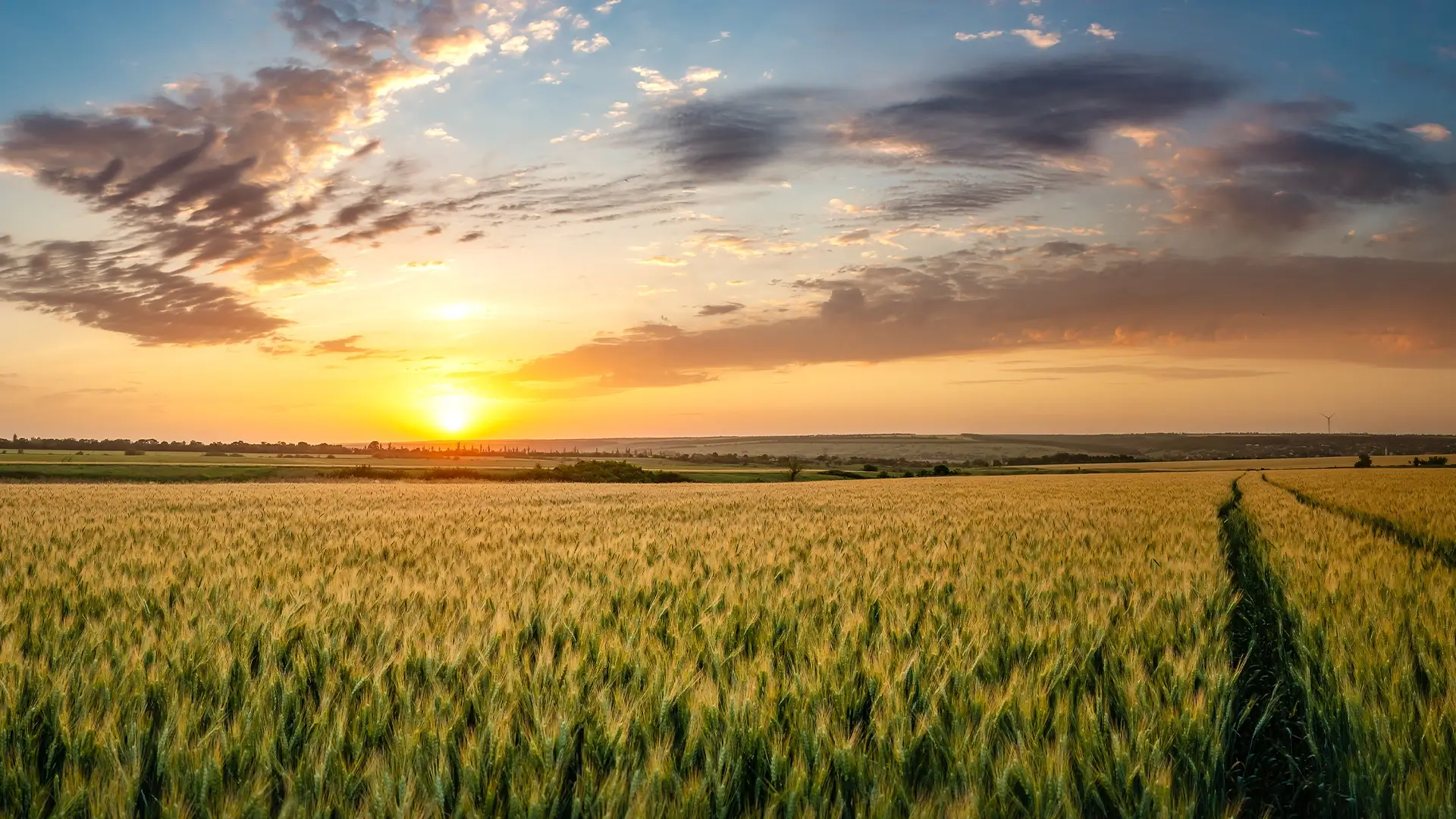 Landwirtschaftliches Bild von einem Sonnenuntergang und Gräsern