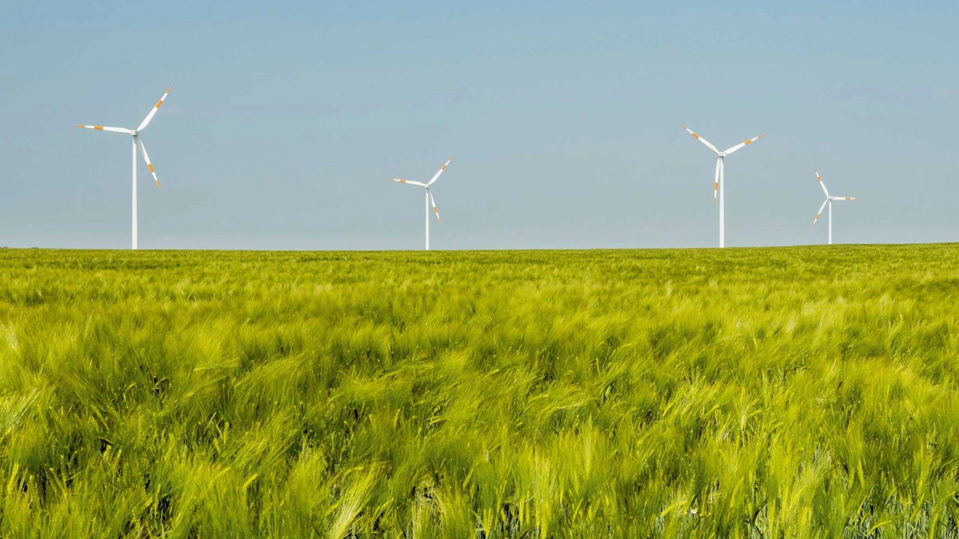 Windräder hinter einem grünen Gerstenfeld