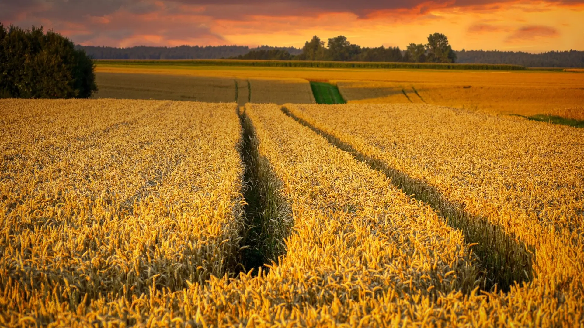 Weizenfelder in der Abendsonne